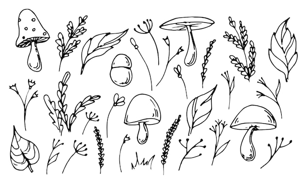 Forest plants and Mushrooms in doodle style Hand drawn vector illustration of leaves and branches Sketch of fungi and fly agaric on white isolated background