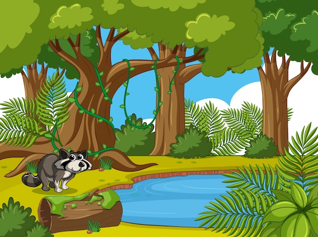 Forest scene with raccoon by the pond