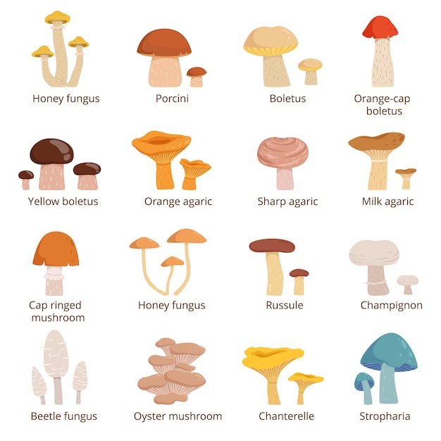 Forests mushrooms set. Vector illustrations in cartoon style. 