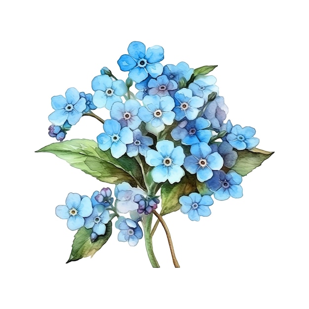 Forgetmenot flowers watercolor paint