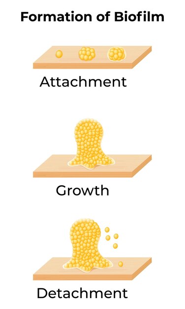 Vector formation of biofilm attachment growth detachment vector illustration