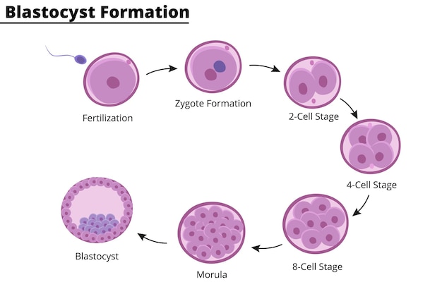 Formation of blastocyst. First week of pregnancy. In vitro fertilization. Didactic illustration.