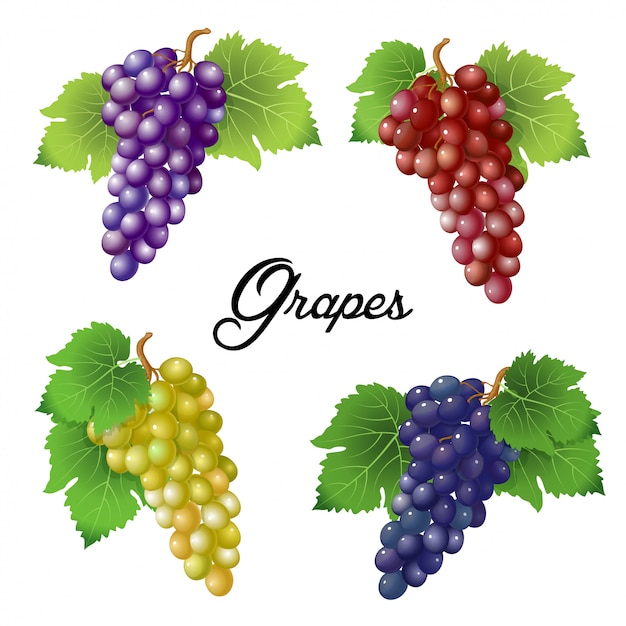 Four branches of grapes