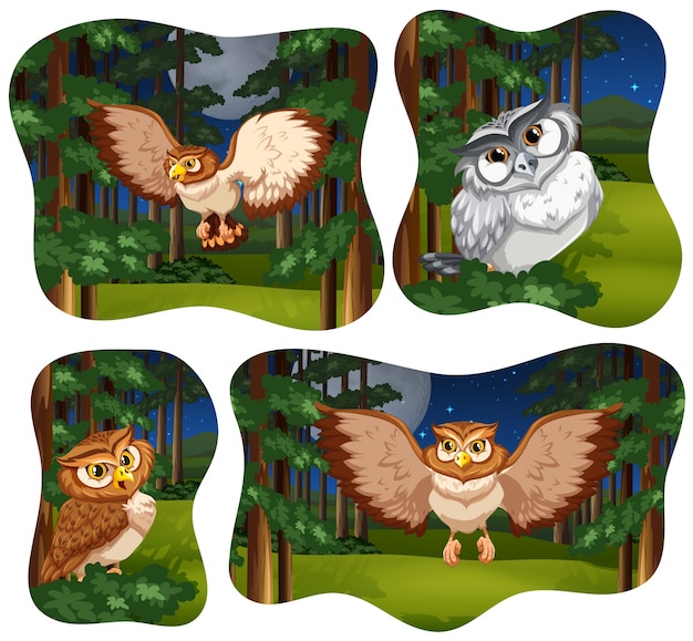 Four forest scenes with owl flying 