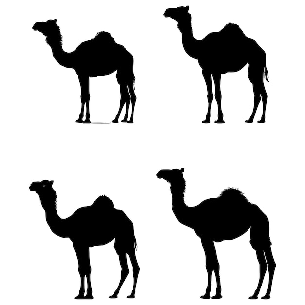 four images of camels and a camel