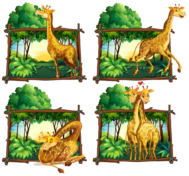 Four scenes of giraffes in the woods