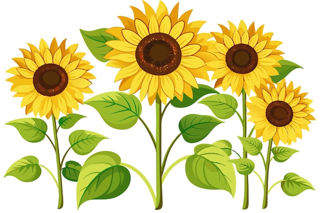 Vector four sunflowers with green leaves on white background