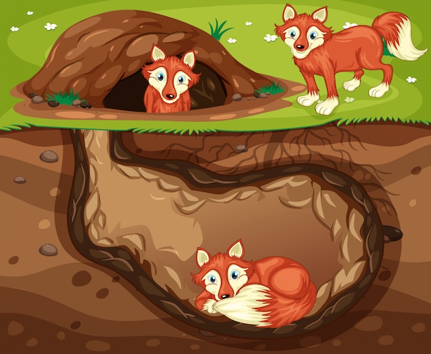 A Fox Family Living Underground