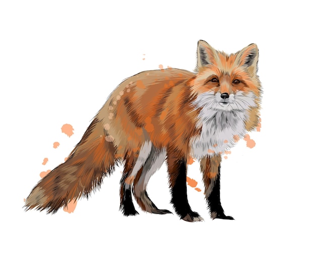 Fox from a splash of watercolor, colored drawing, realistic. Vector illustration of paints