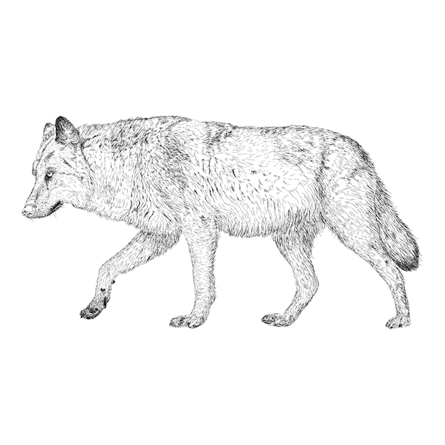 Fox illustration in hand drawn design