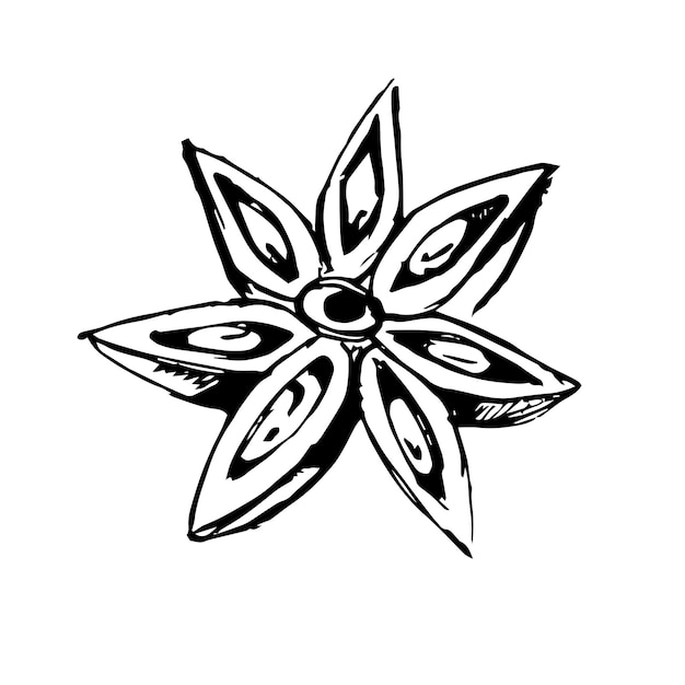 Fragrant, star anise, badian, sketch