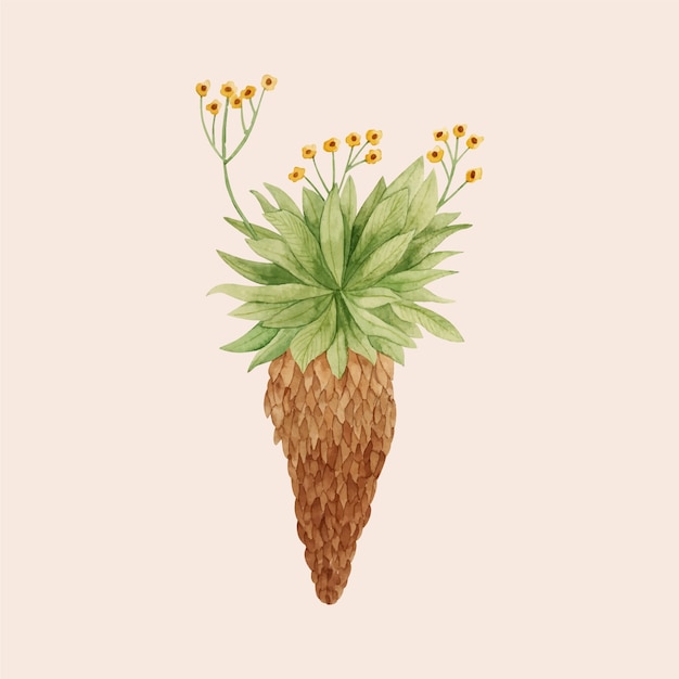 Frailejon plant illustration