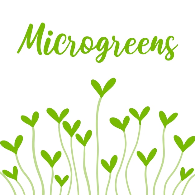 Frame with microgreens Frame made of microgreens vector illustration in hand drawn style Vector illustration