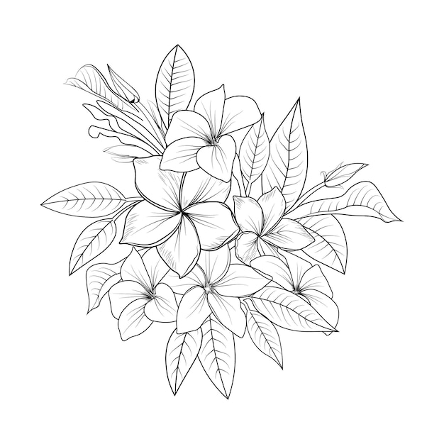 Frangipani flower bouquet, Coloring page hand drew plumeria vector illustration on white background.