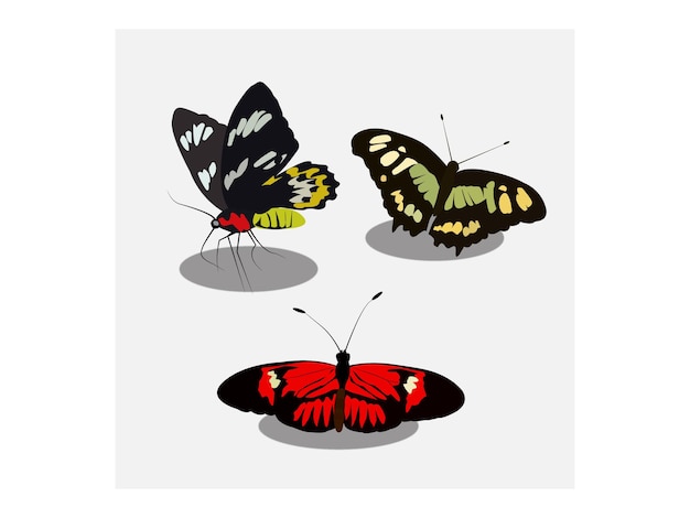 Free vector butterflies illustration