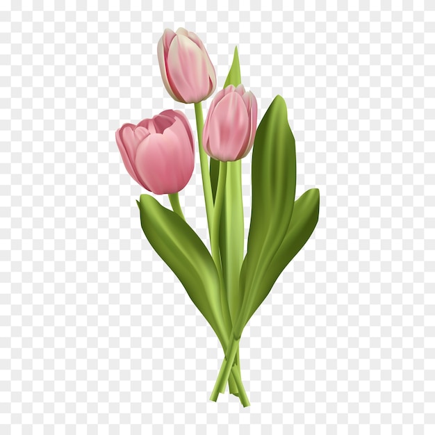 Vector free vector illustration bouquet of tulips