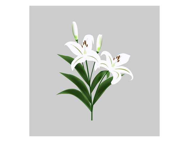 Free vector lily flower illustration