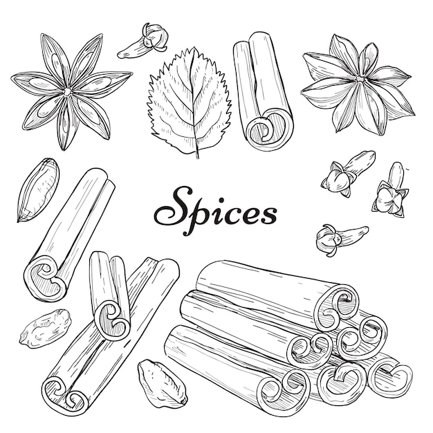 Freehand drawing spices. Hand drawn element collection on white background