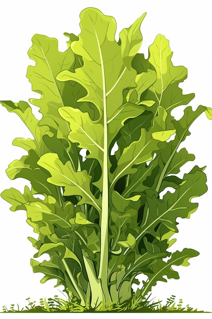 Fresh Arugula Leaves with Peppery Flavor