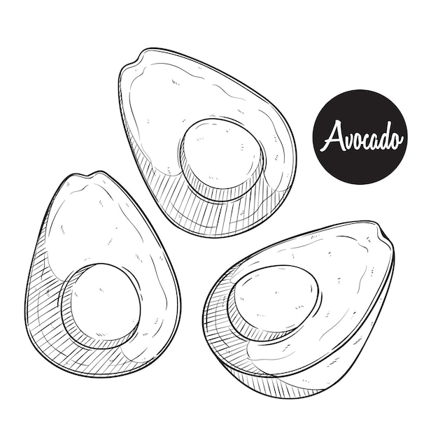 Fresh avocado sketch or hand drawing vector