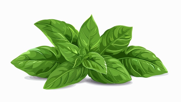 Fresh Basil on White Background Vector Illustration