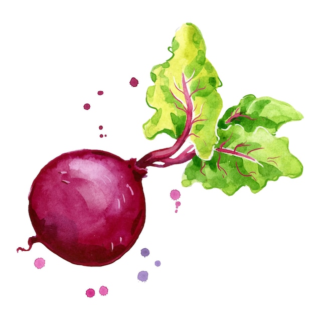 Fresh beetroot watercolor painting hand painted