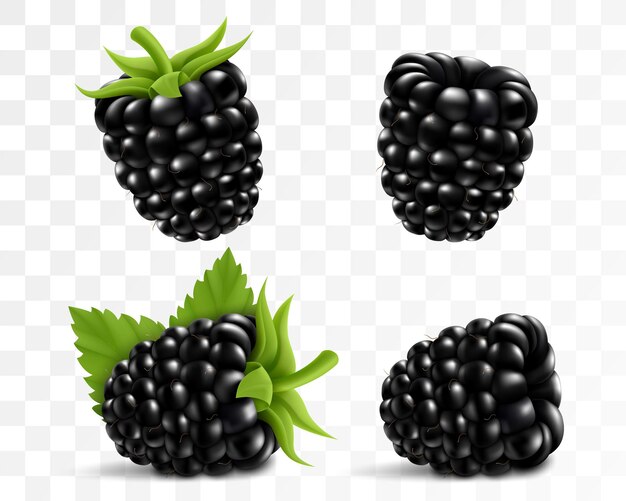 Vector fresh blackberry with stem and leaf isolated on transparent background 3d realistic vector berries