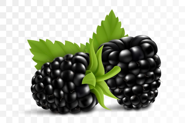 Fresh blackberry with stem and leaf isolated on transparent background 3d realistic vector berries