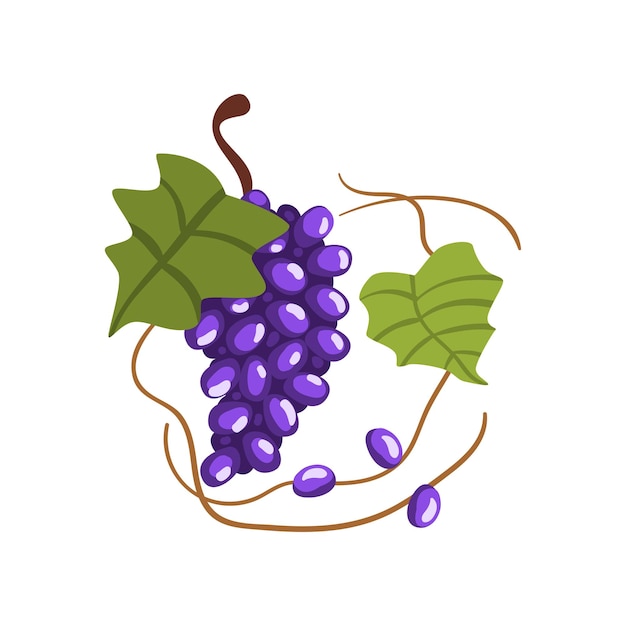 Fresh bunch of red grapes winery production process vector Illustration isolated on a white background