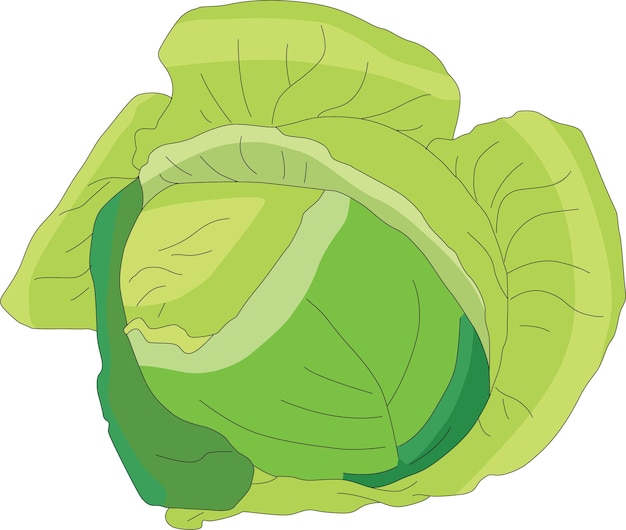 Fresh cabbage isolated