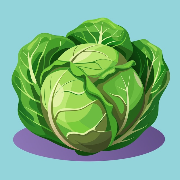 Vector fresh cabbage vegetable vector green living design