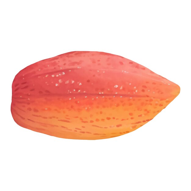 Vector fresh cacao fruit isolated hand drawn painting illustration