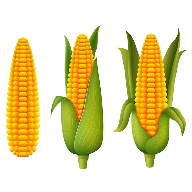 fresh corn