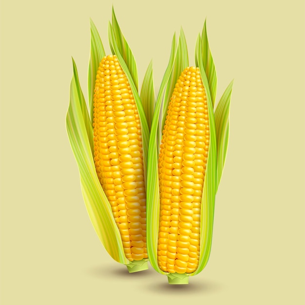 Fresh corncob design element in 3d illustration