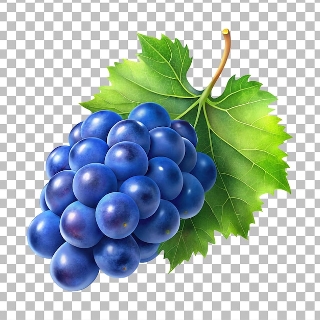 Vector fresh grape png image design