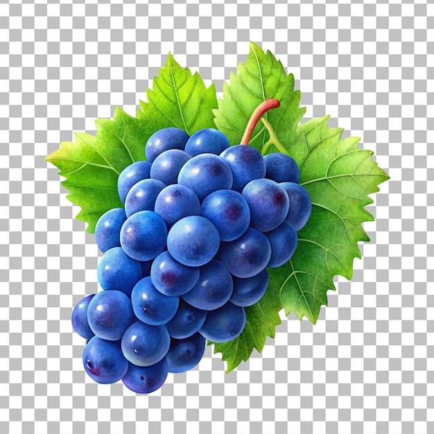 Vector fresh grape png image design