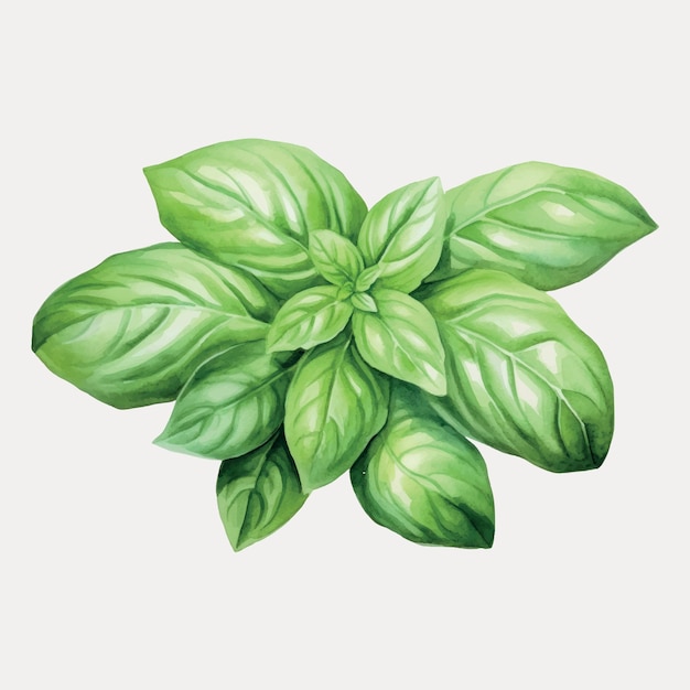 Fresh green basil leaves illustration