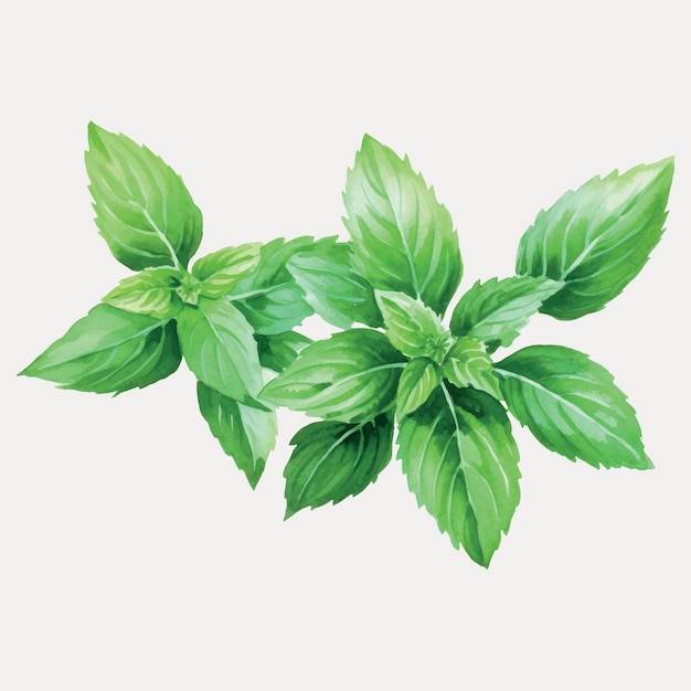 Fresh green basil leaves illustration