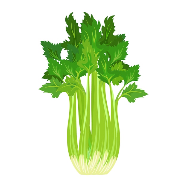 Fresh green celery on stalks with leaves, food. Botanical illustration. Vector