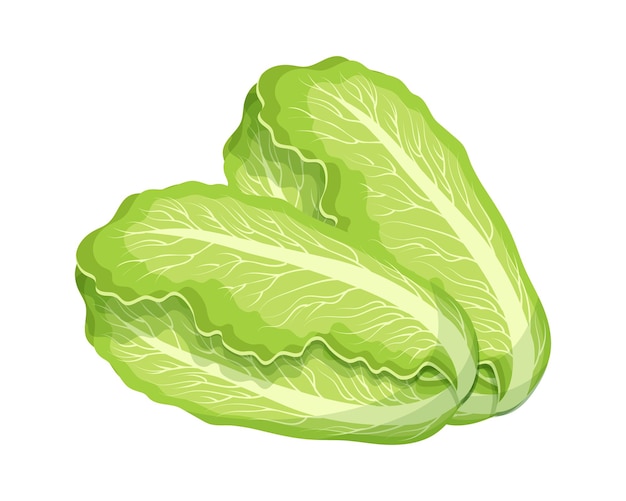 Fresh green chinese cabbage bok choy petsai or lettuce food Botanical illustration Vector