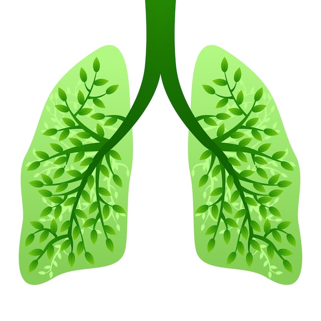 Fresh Green Healthy Human Lungs, Body part