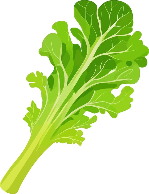 Fresh Green Lettuce Isolated Vector Illustration