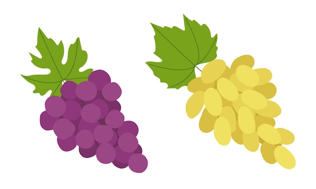 Fresh green and purple grapes