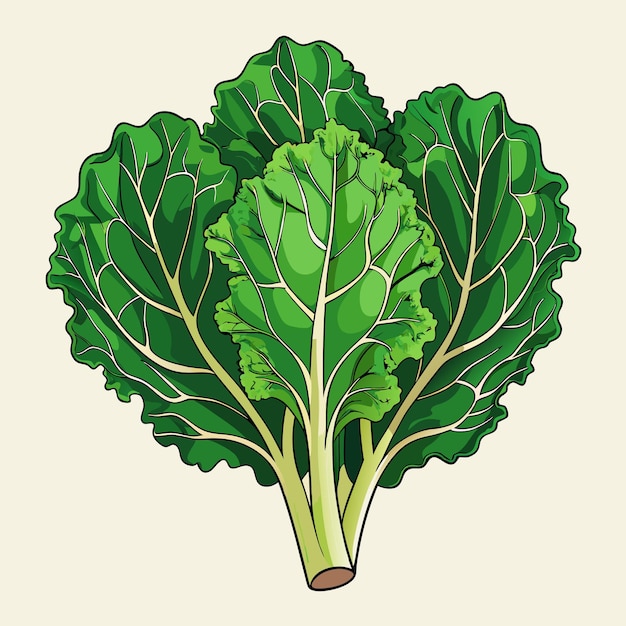 Vector fresh kale vegetable vector art print design