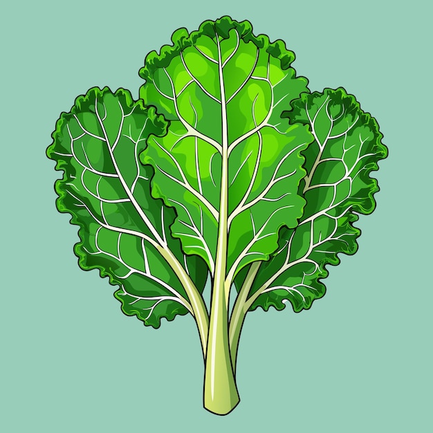 Vector fresh kale vegetable vector digital design art