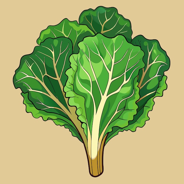 Fresh Kale Vegetable Vector Digital Illustration