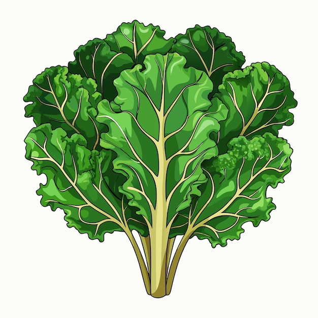 Vector fresh kale vegetable vector farm fresh design