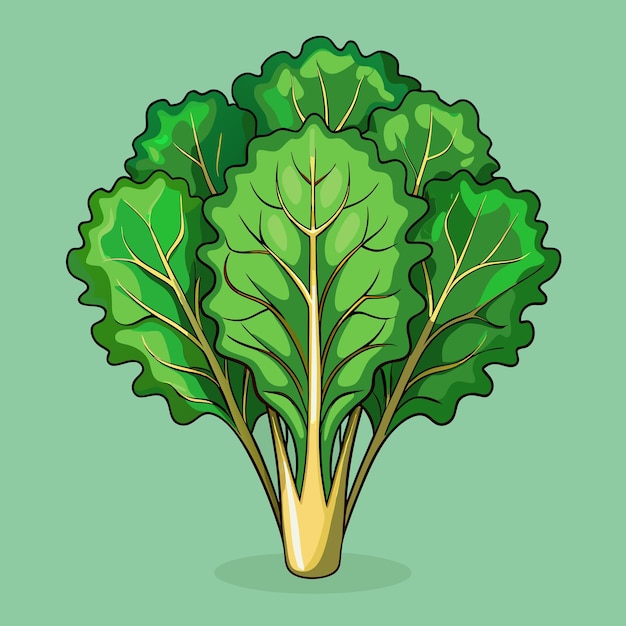 Fresh Kale Vegetable Vector Gourmet Illustration