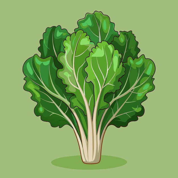 Vector fresh kale vegetable vector healthy illustration