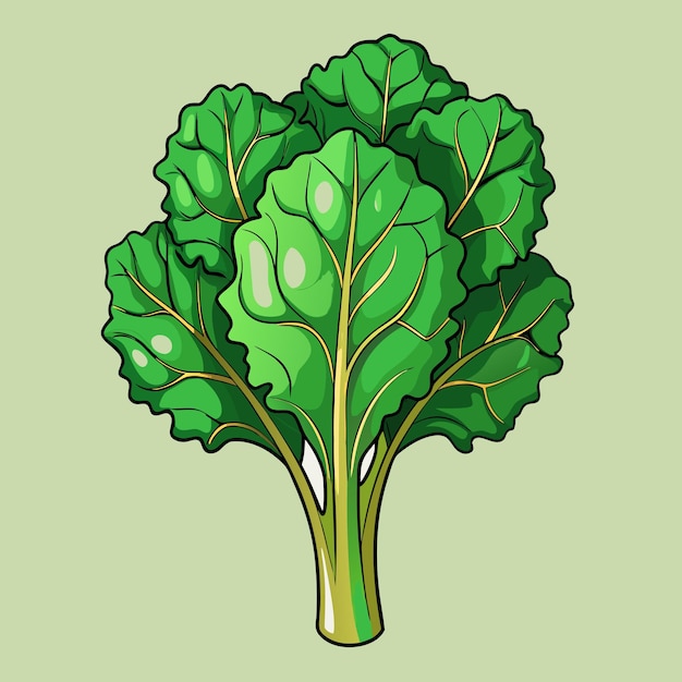 Fresh Kale Vegetable Vector Illustration Clip Art